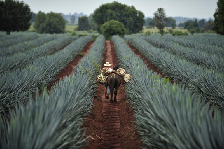 7 COSAS QUE HACER EN EL PUEBLO MÁGICO DE TEQUILA / México a color